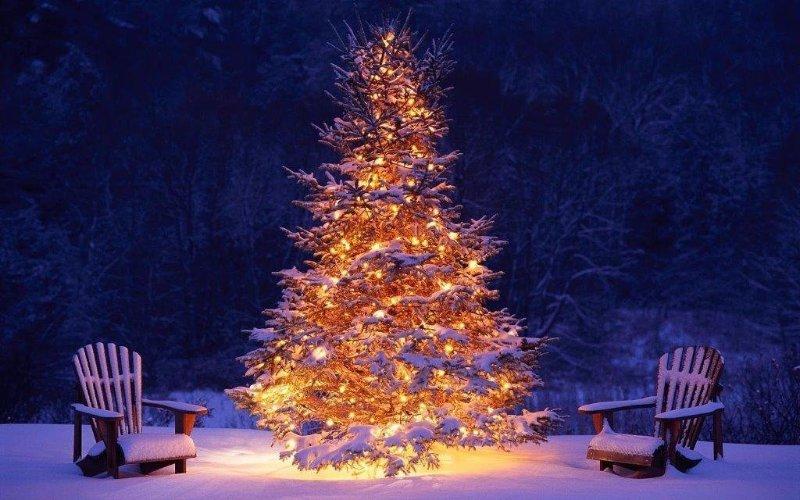 Από πού προέρχεται το έθιμο του στολισμού του Χριστουγεννιάτικου δέντρου;